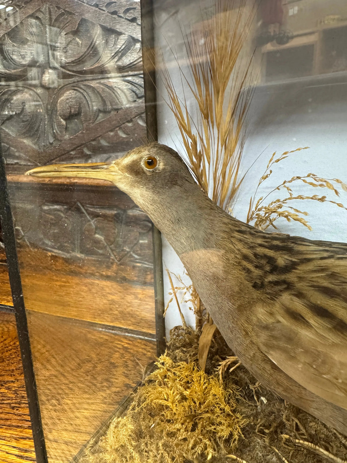Antique Water Rail Taxidermy Diorama Case