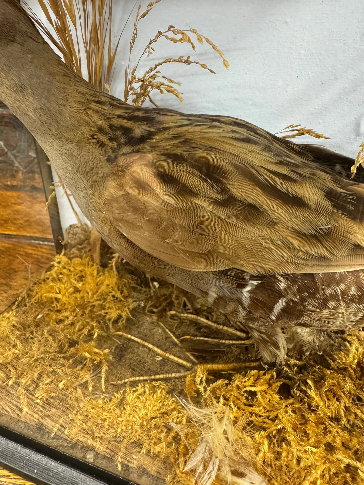 Antique Water Rail Taxidermy Diorama Case