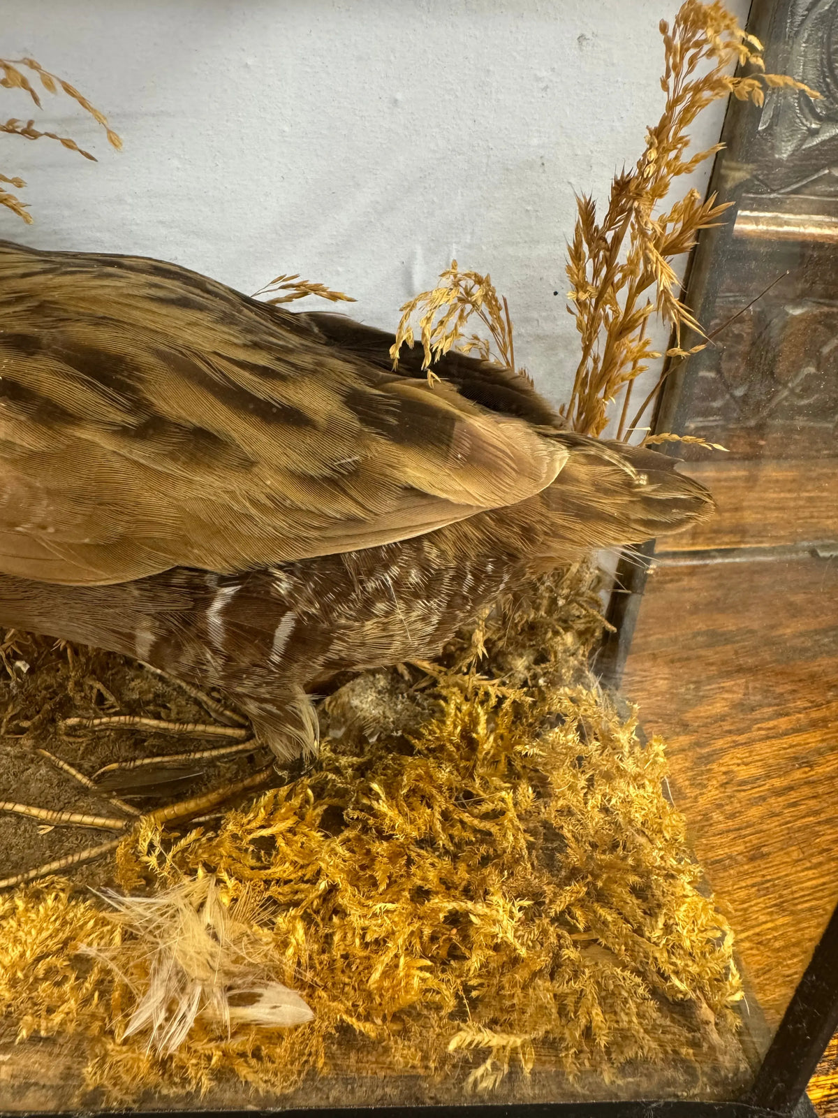 Antique Water Rail Taxidermy Diorama Case