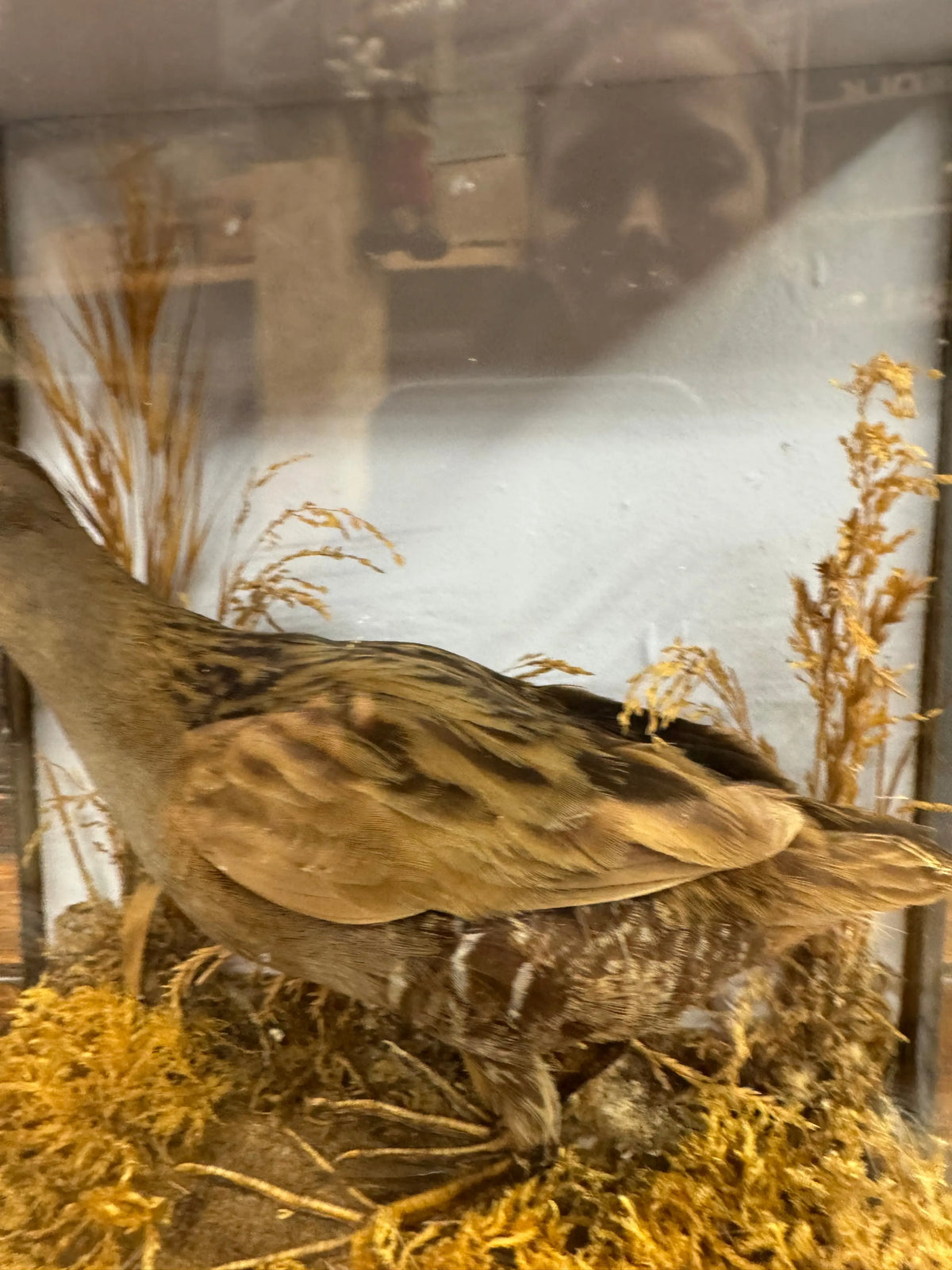 Antique Water Rail Taxidermy Diorama Case
