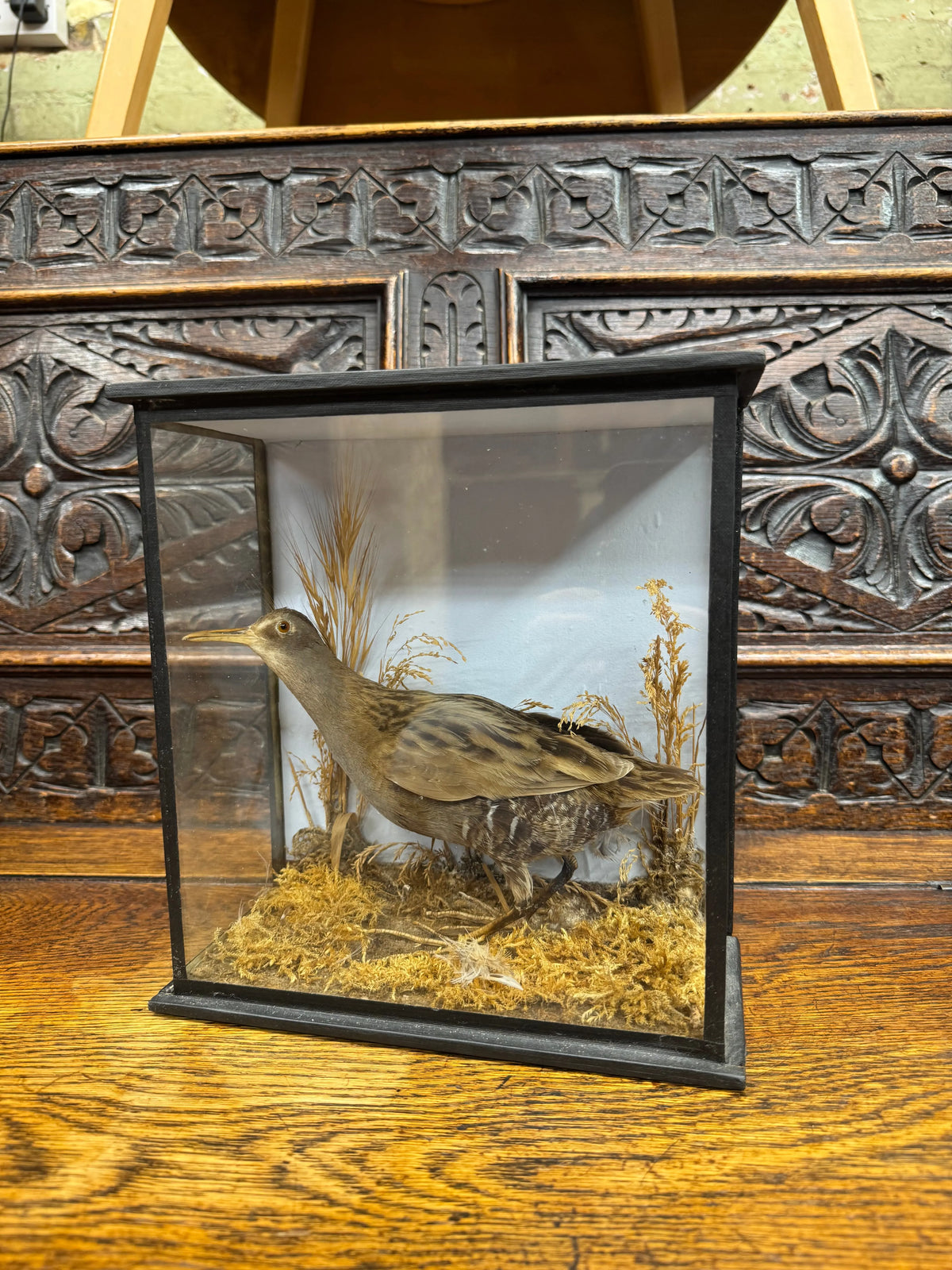 Antique Water Rail Taxidermy Diorama Case