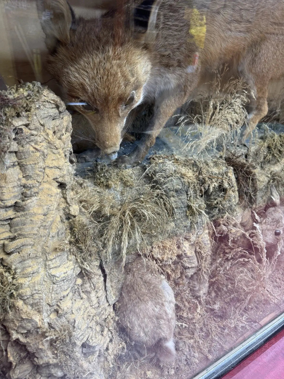 Victorian taxidermy display case featuring red fox and three rabbits in gold and red.