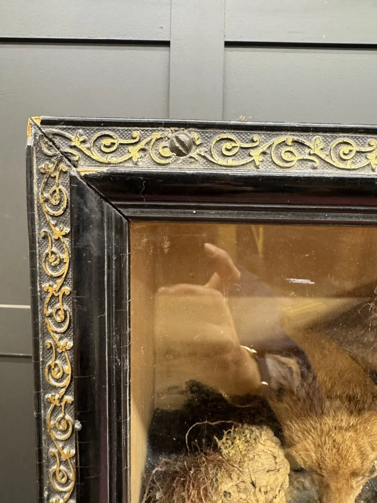 Victorian taxidermy display case featuring red fox and three rabbits in gold and red.