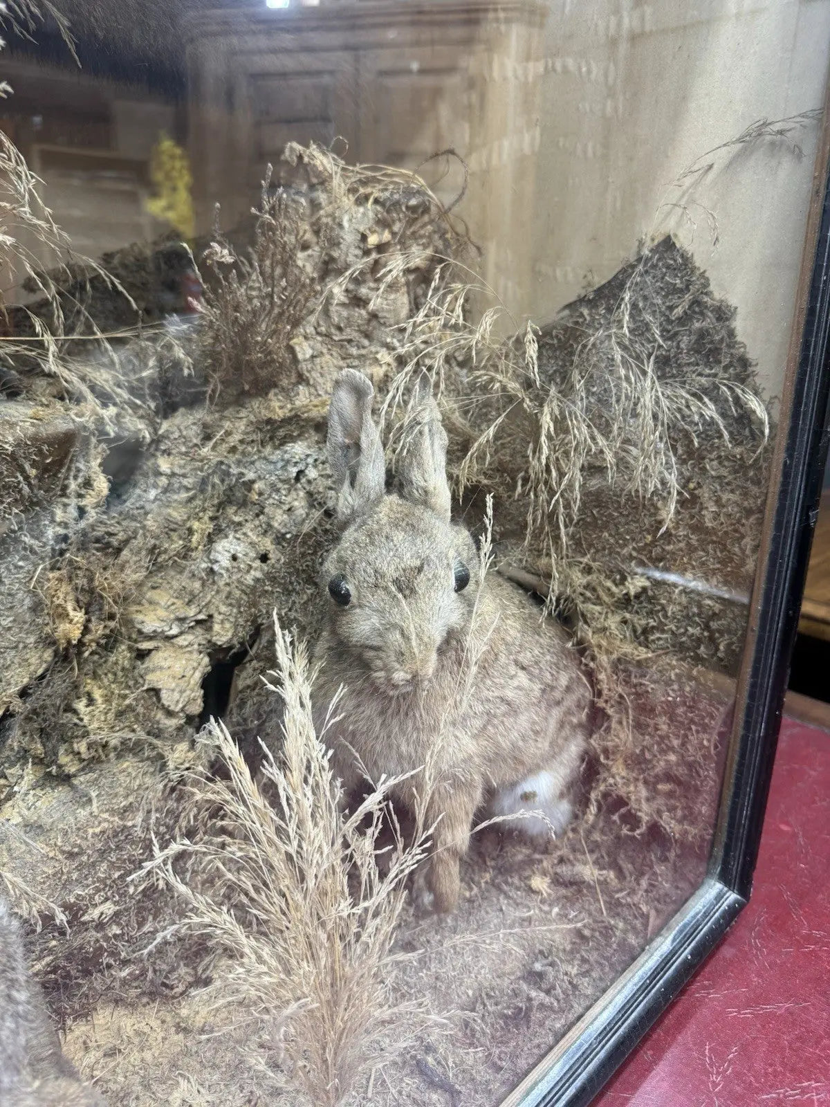 Victorian taxidermy display case featuring red fox and three rabbits in gold and red.