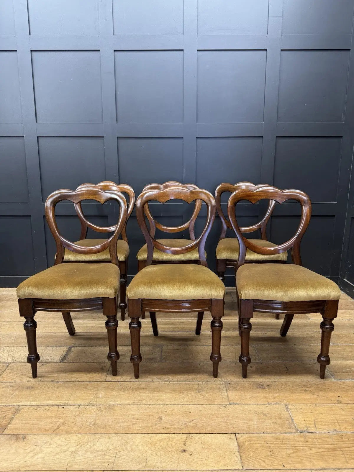 Antique brown Victorian mahogany dining chairs with balloon backs and ochre velvet upholstery.
