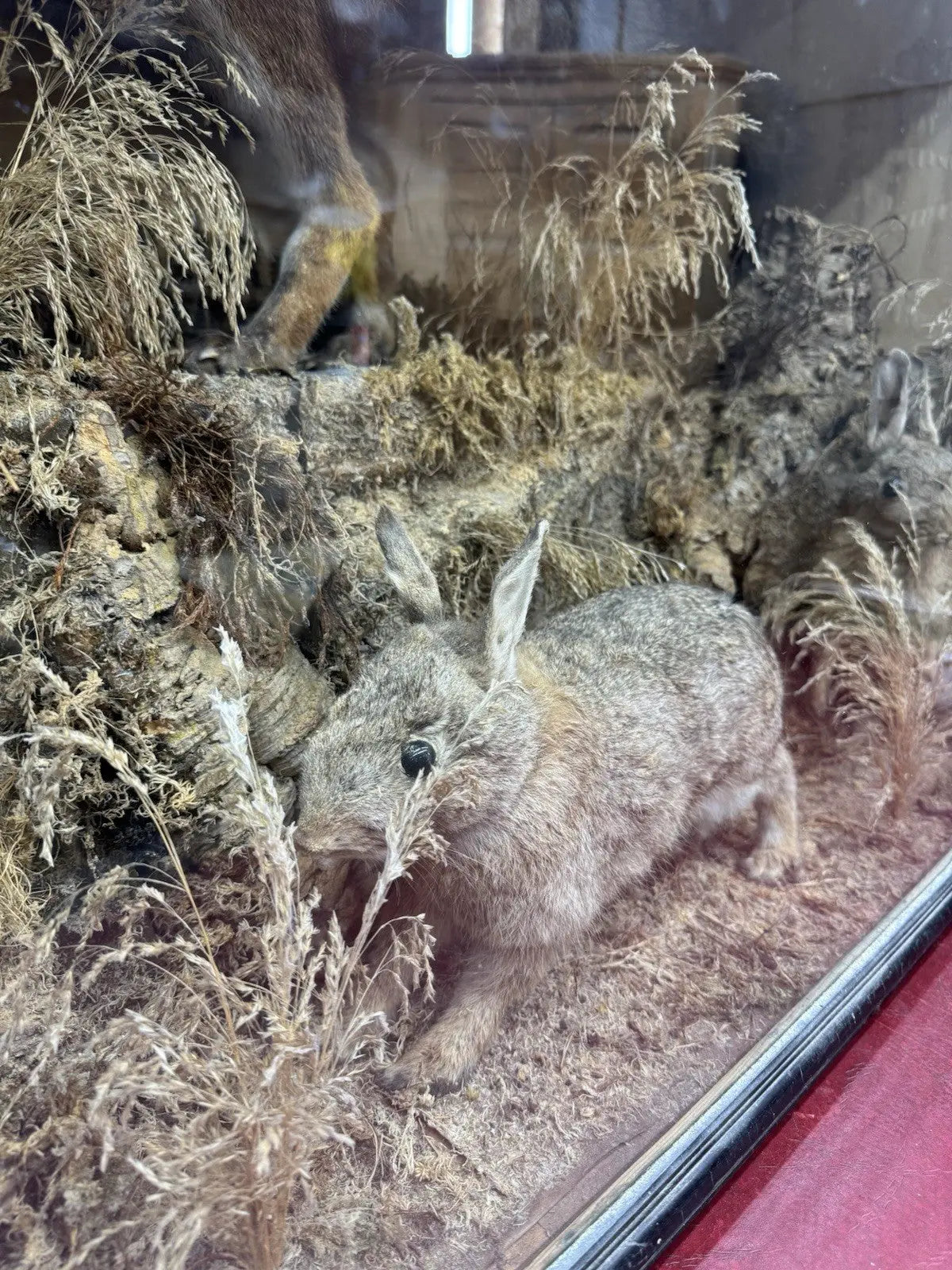 Victorian taxidermy display case featuring red fox and three rabbits in gold and red.