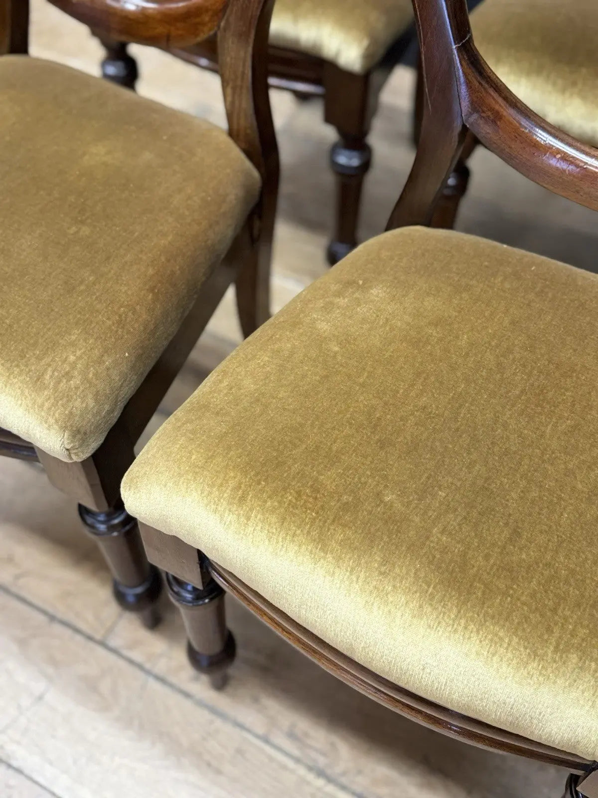 Antique brown Victorian mahogany dining chairs with balloon backs and ochre velvet upholstery.